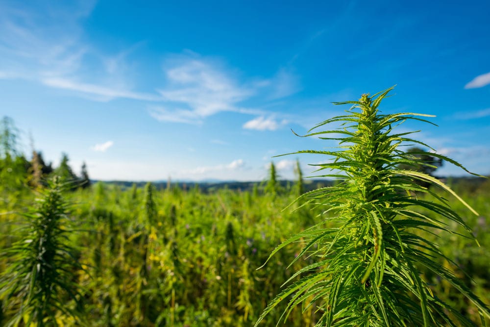Cannabis field at MaxCBD Wellness factory on a clear sunny day.